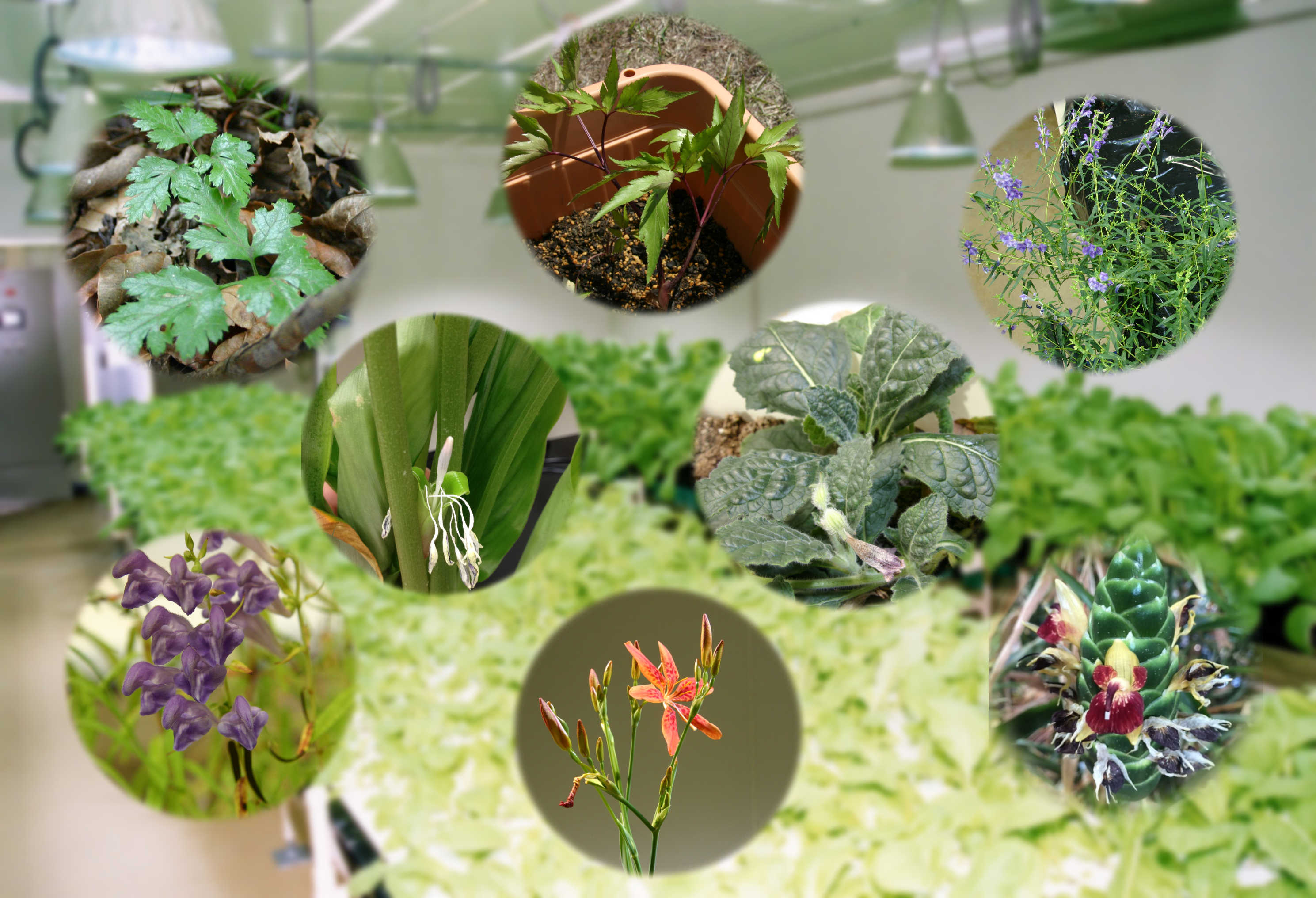 植物工場と薬用植物