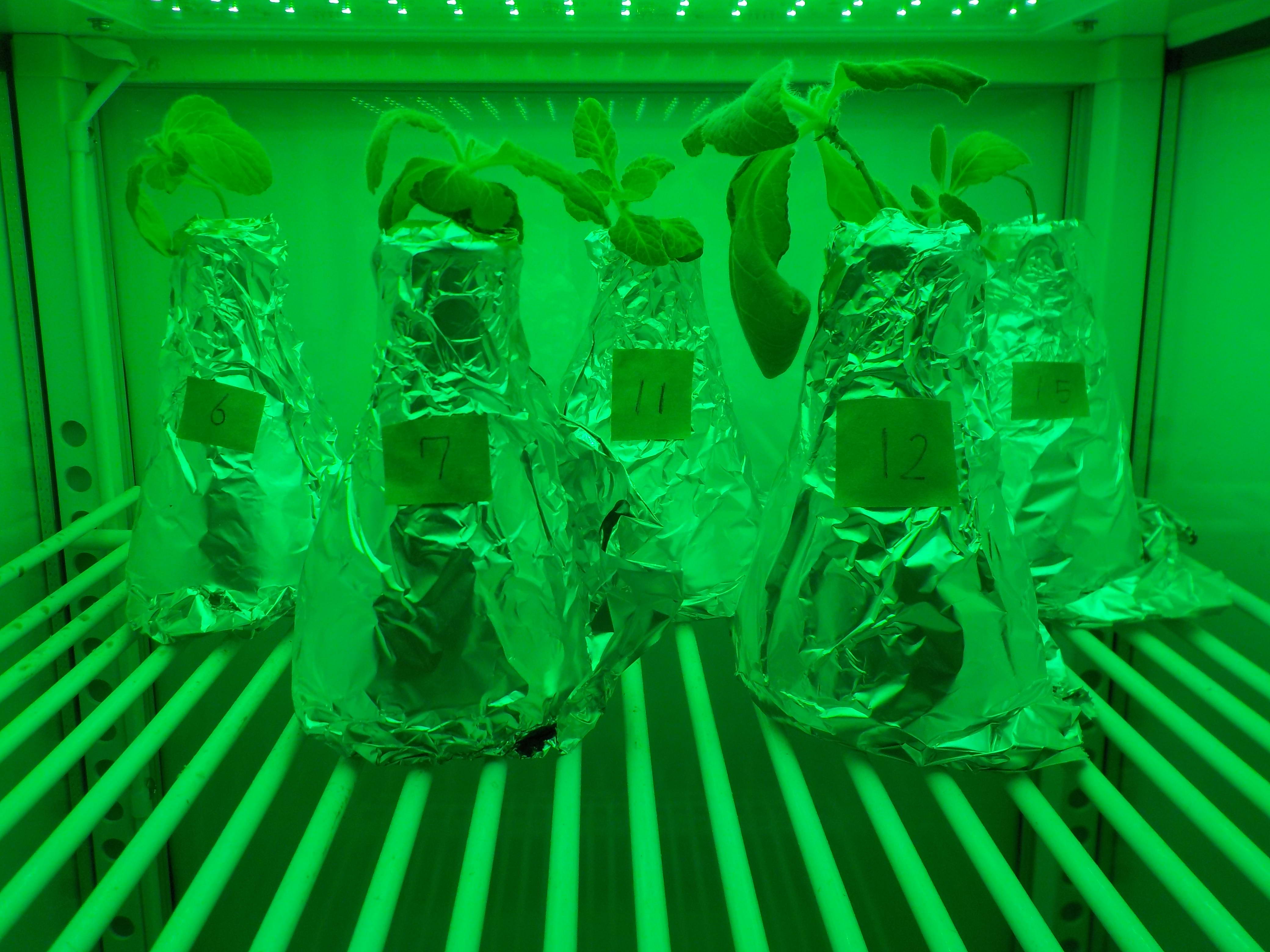 植物工場と薬用植物