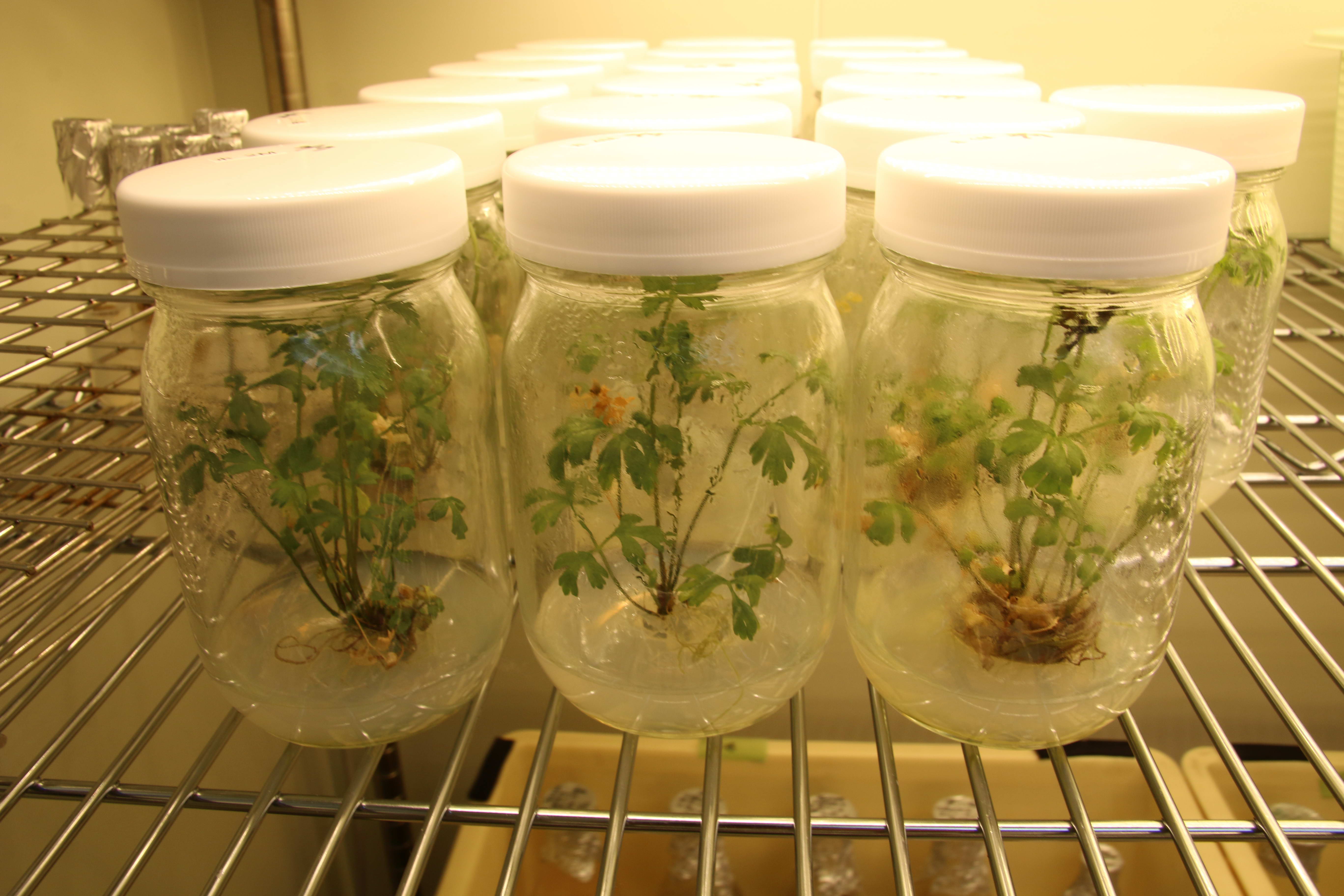 小植物体の培養